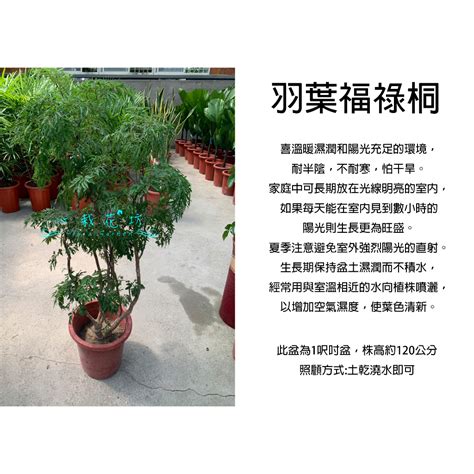 羽裂福祿桐|羽裂福祿桐